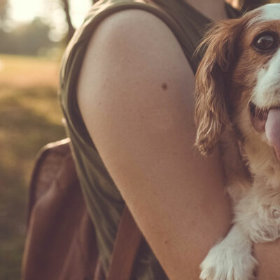 Things to note before buying pet meds online