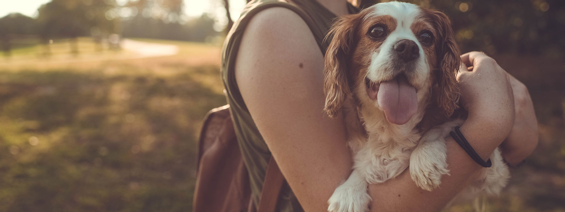 Things to note before buying pet meds online
