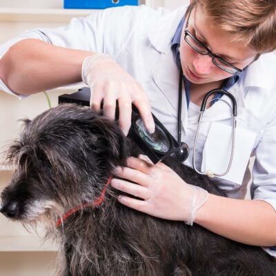 Home Remedies to Banish Fleas