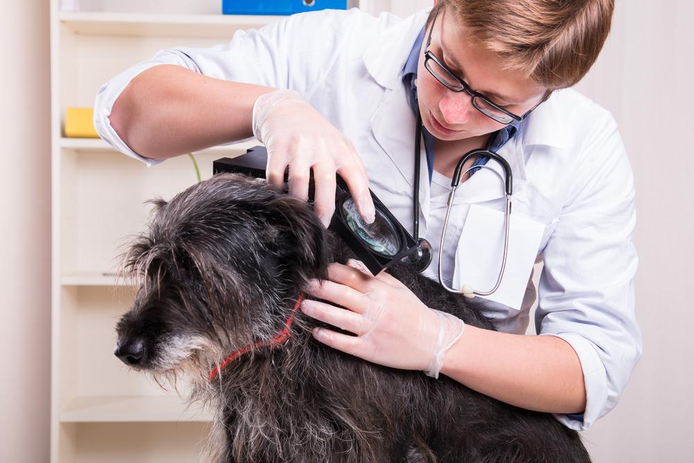 Home Remedies to Banish Fleas