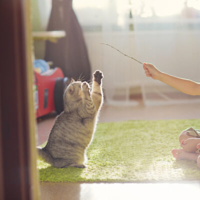 Managing Cats with Diabetes