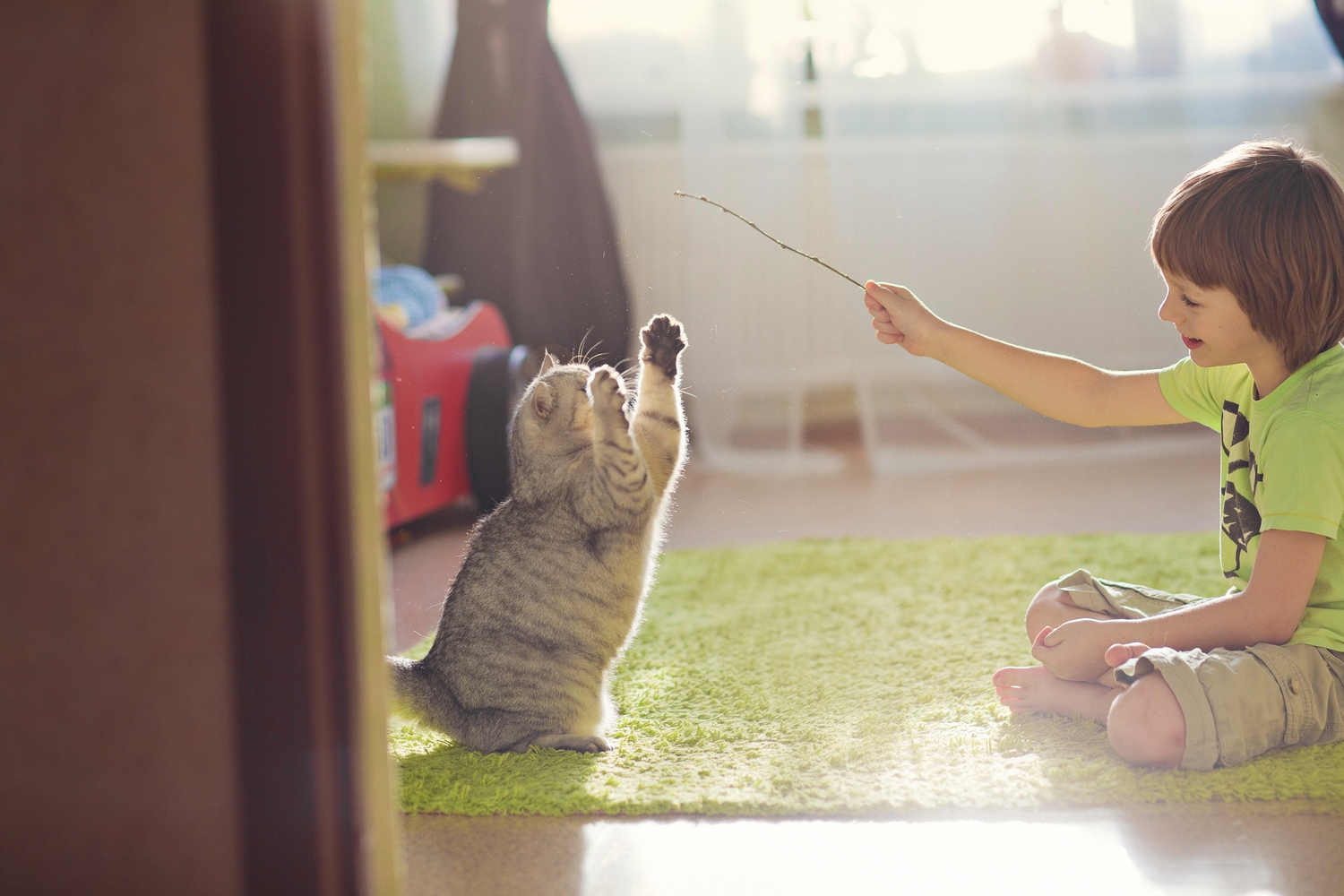 Managing Cats with Diabetes