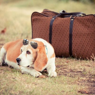 Pet-Friendly Travel Tips