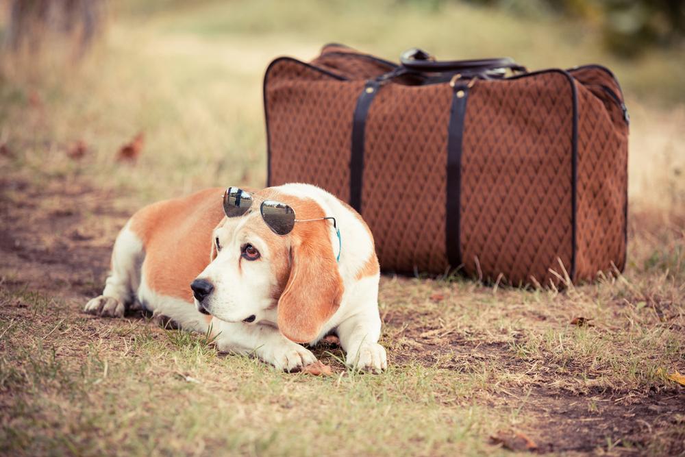 Pet-Friendly Travel Tips