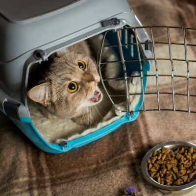 Healthy Cat Treat Tips