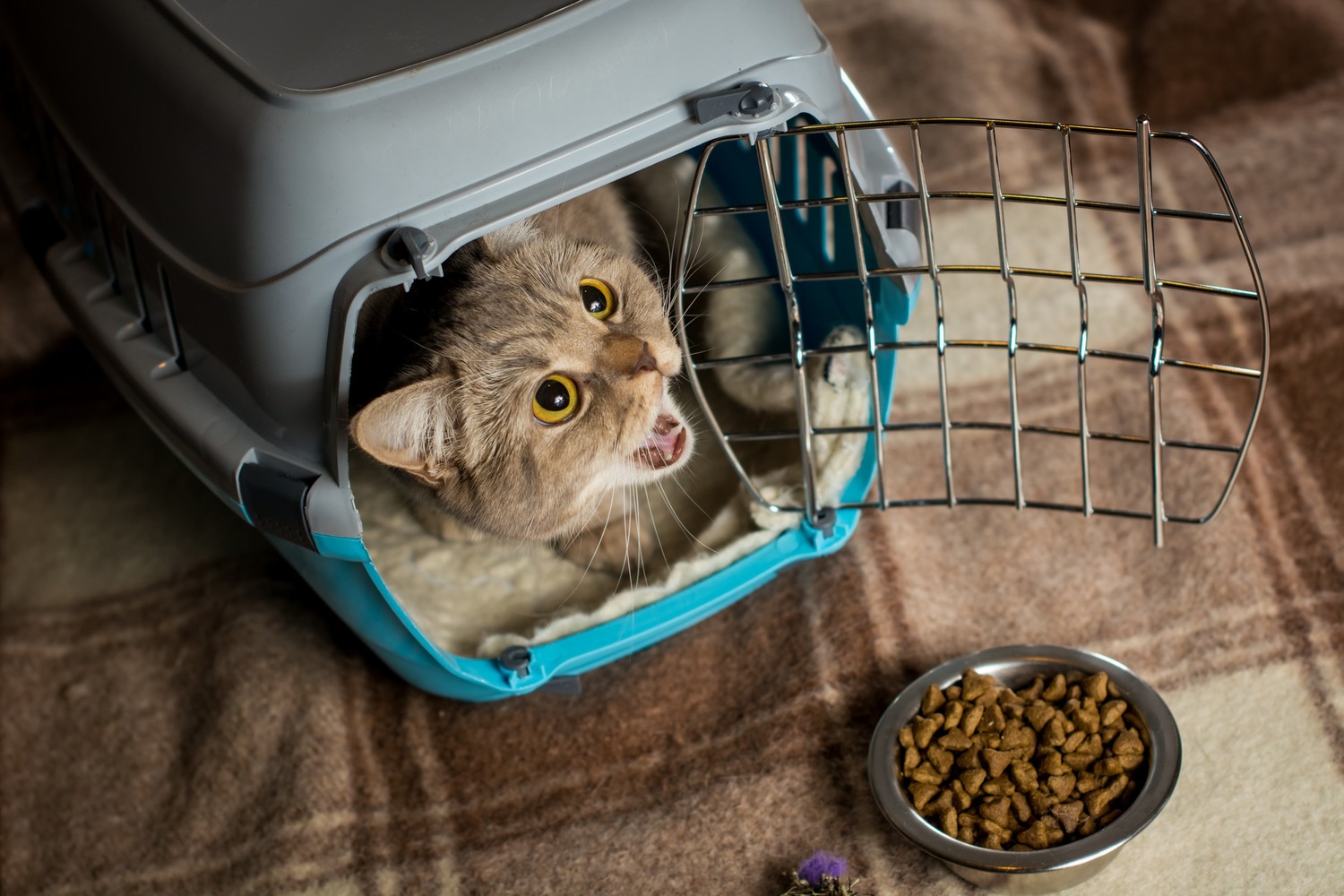 Healthy Cat Treat Tips