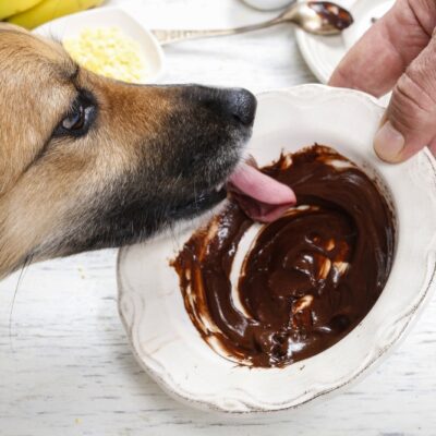 Human Foods that are Harmful for Dogs