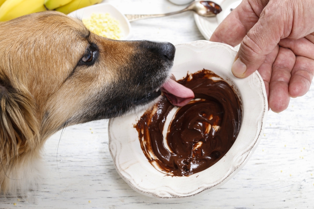 Human Foods that are Harmful for Dogs