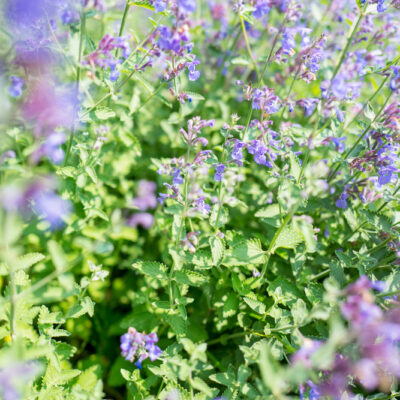 Natural Plant Remedies to Protect Pets from Fleas and Ticks